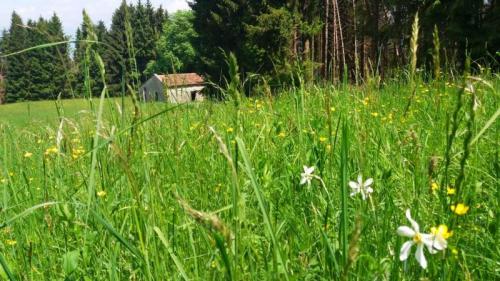 I Prati Fioriti Di Lentiai: Passeggiata Tra Natura, Casere E Antiche Tradizioni - Borgo Valbelluna