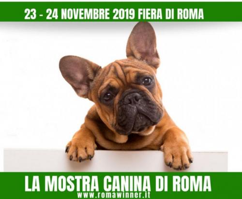 La Mostra Canina A Roma Winner - Roma