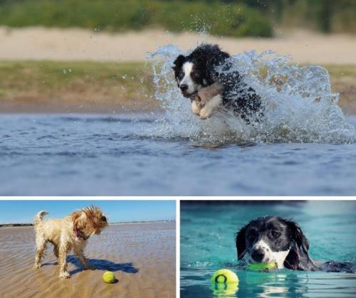 Dog Sport Experience A Comacchio - Comacchio