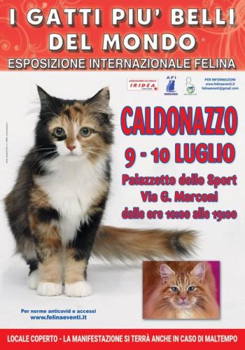 I Gatti Piu' Belli Del Mondo - Caldonazzo