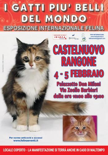 I Gatti Più Belli Del Mondo A Castelnuovo Rangone - Castelnuovo Rangone