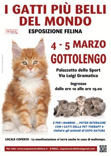 I Gatti Piu' Belli Del Mondo - Gottolengo